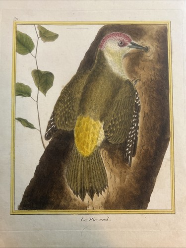 Ornitologia picchio francois - picchio:,
