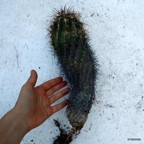 Thelocactus bicolor