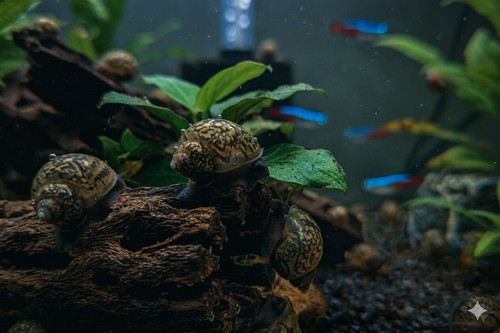 Lumache acquario acqua - , dolce