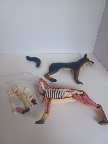 Figura educativa organi