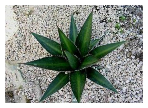 Semi agave kerchovei - 10,