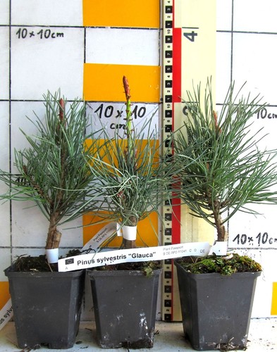 Pinus sylv glauca - pinus, "glauca"