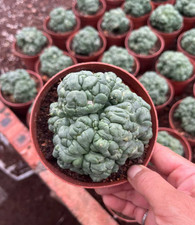 CactusSucculentPlants Coryphantha Elephatidens Hybrid MOSTROSE 6-7CM