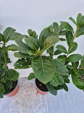 Lauroceraso, Vaso 17 cm –