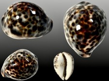 Cypraea tigris pardalis - ,, tawi