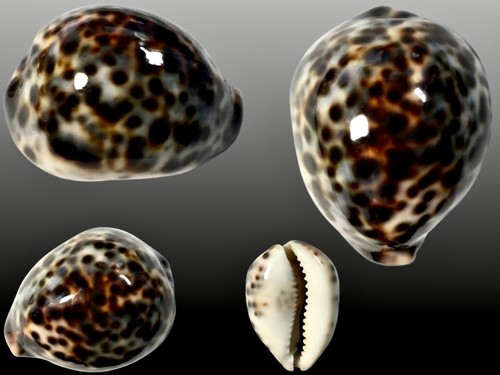 Cypraea tigris pardalis tawi - tigris, pardalis,