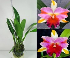 Costo spedizione extra (EMS)