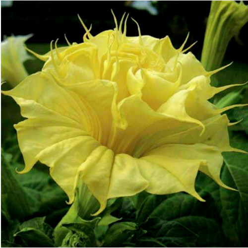 Datura golden queen - datura, 15