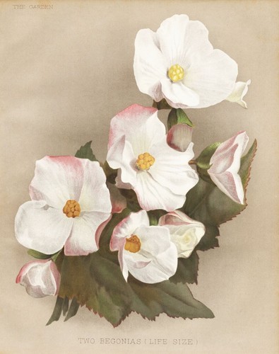 Begonia life size - size,