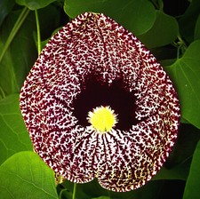 Aristolochia elegans, Pipa