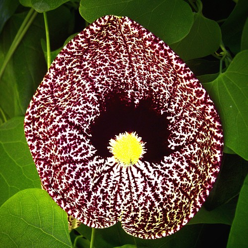 Aristolochia elegans pipa - elegans,,