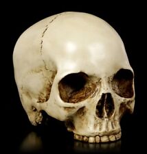 Umano Teschio Senza Mascella