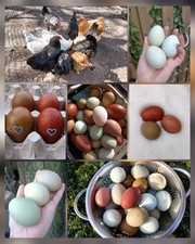 10 EasterEgger coloranti