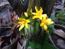 PALMGRAS MOLINERIA CAPITULATA