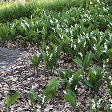 Pianta mughetto convallaria - pianta,