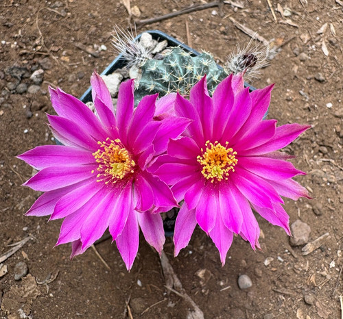 Echinocereus pulchellus - pulchellus,
