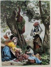 Antica incisione acquarellate