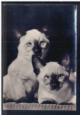 Cartolina animali gatti - cartolina,