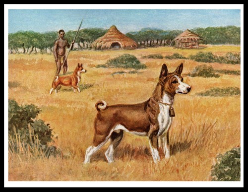 Basenji poster stampa - basenji,