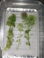 1 stelo di ceratophillum