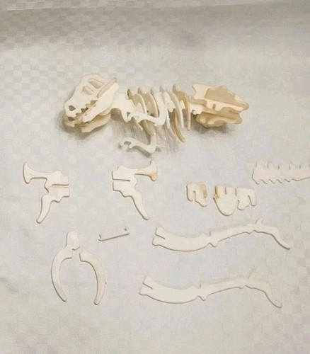 Scheletro dinosauro - scheletro,