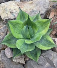 1PZ Cactus Pianta Succulenta