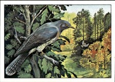 figurina Uccelli ed.Panini