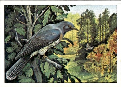 Figurina uccelli panini - uccelli, ed.panini