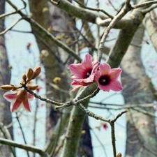 Brachychiton discolor - albero