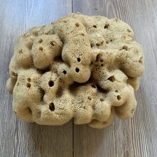 Spugna di Mare naturale da