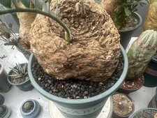 Boutique 20 cm Encephalartos
