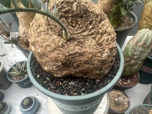Boutique encephalartos - cm,