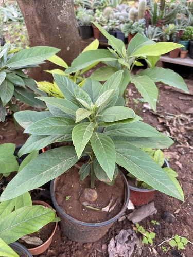 Piantina di avocado - piantina,