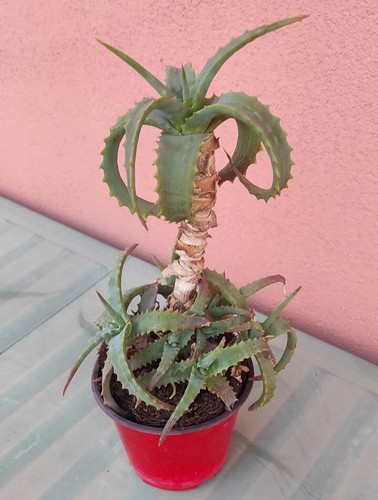 Pianta aloe arborescens - pianta, in