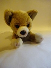 Chihuahua cucciolo cane