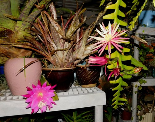 Cryptocereus - cryptocereus, (selenicereus)