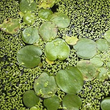 Limnobium Laevigatum Pianta