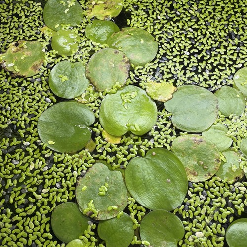 Limnobium laevigatum pianta - laevigatum,