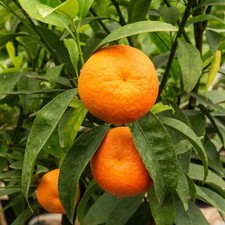 PIANTA DI CLEMENTINO CAFFIN in