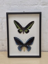 Ornithoptera Priamus Urvillianus AND Trogonoptera Brookiana CASED BUTTERFLIES