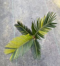 Cycas revoluta Thunb giardino
