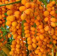 Olio di Ojon, Biologico