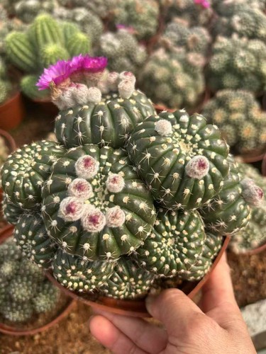 Succulenta multitesta