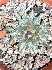 Ariocarpus kotschoubeyanus var. albiflorus RS 603 Tula, Tam