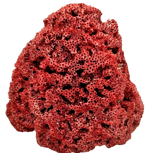 Raro organo pipa mar - , rosso