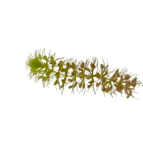 Trappola acqua aldrovanda - trappola, ad
