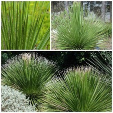 10 graines Dasylirion texanum, plantes grasses, cactus,seed succulents F