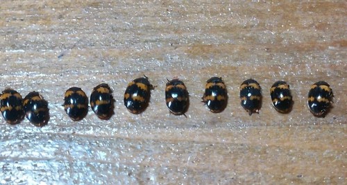 Coleoptera tenebrionidae lotto - coleoptera,