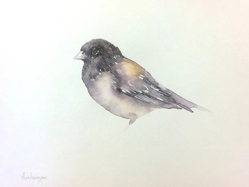 Junco occhi scuri uccellini - junco, scuri,