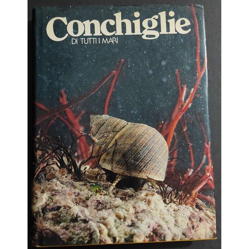 Conchiglie tutti mari - conchiglie,